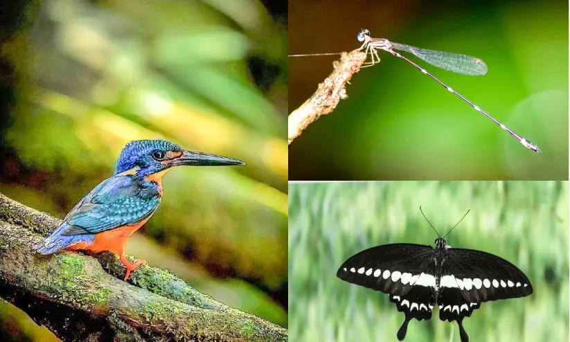 ഇടുക്കി വന്യജീവി സങ്കേതത്തിൽ 37 പുതിയ ജീവിവർഗത്തെ കണ്ടെത്തി