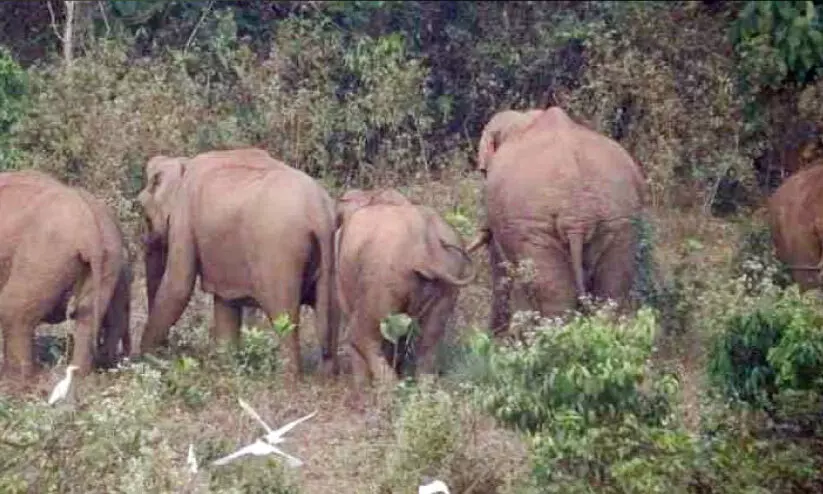 ആറളംഫാം: കാട്ടാനകളെ തുരത്തിത്തുടങ്ങി