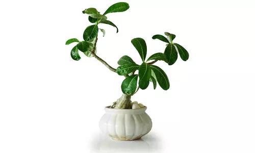 ഇ​ത്തി​രി​ക്കു​ഞ്ഞ​ൻ ബോ​ൺ​സാ​യ് ന​ട്ടു​വ​ള​ർ​ത്താം