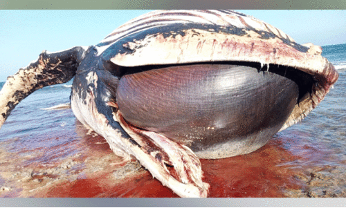 അ​റേ​ബ്യ​ൻ ക​ട​ൽ കൂ​ന​ൻ തി​മിം​ഗ​ലം അ​ൽ വു​സ്ത​യി​ൽ ച​ത്ത് ക​ര​ക്ക​ടി​ഞ്ഞു