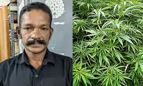 വീട്ടുമുറ്റത്ത് 80 കഞ്ചാവ് ചെടികൾ, വീട്ടിനുള്ളിൽ ഉണക്ക കഞ്ചാവ്, കഞ്ചാവ് വിത്ത്, ചരസ്; ഇടുക്കിയിൽ മധ്യവയസ്കൻ പിടിയിൽ