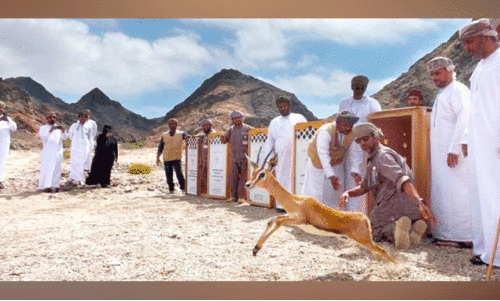 അ​റേ​ബ്യ​ൻ ഗ​സ​ലു​ക​ൾ ഇ​നി ഷാ​ലീം-​അ​ൽ ഹ​ലാ​നി​യ​ത്തി​ന്റെ ത​ണ​ലി​ൽ