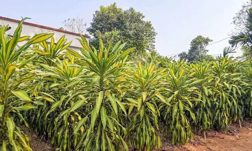 വരുമാനത്തിന്റെ പുതുവഴി തുറന്ന് വിദേശ അലങ്കാരച്ചെടി