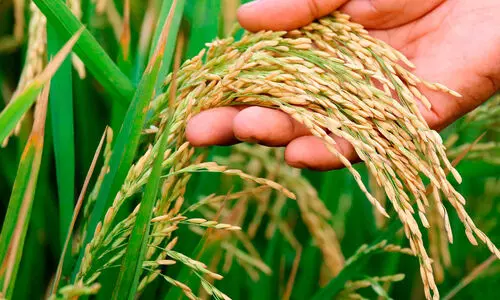 സംഭരിച്ച നെല്ലിന്റെ വില ലഭിക്കാൻ കാലതാമസം; ജില്ലയിൽ ഇതുവരെ   സംഭരിച്ചത് 7923 ടണ്‍ നെല്ല്