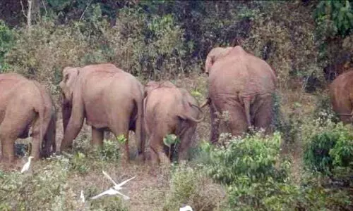 ആറളംഫാം: കാട്ടാനകളെ തുരത്തിത്തുടങ്ങി
