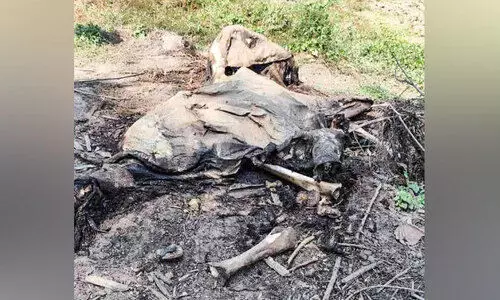 നെ​ല്ലി​ക്കു​ത്ത് വ​ന​ത്തി​ൽ കൊ​മ്പ​ന്‍റെ ജീ​ർ​ണി​ച്ച ജ​ഡം