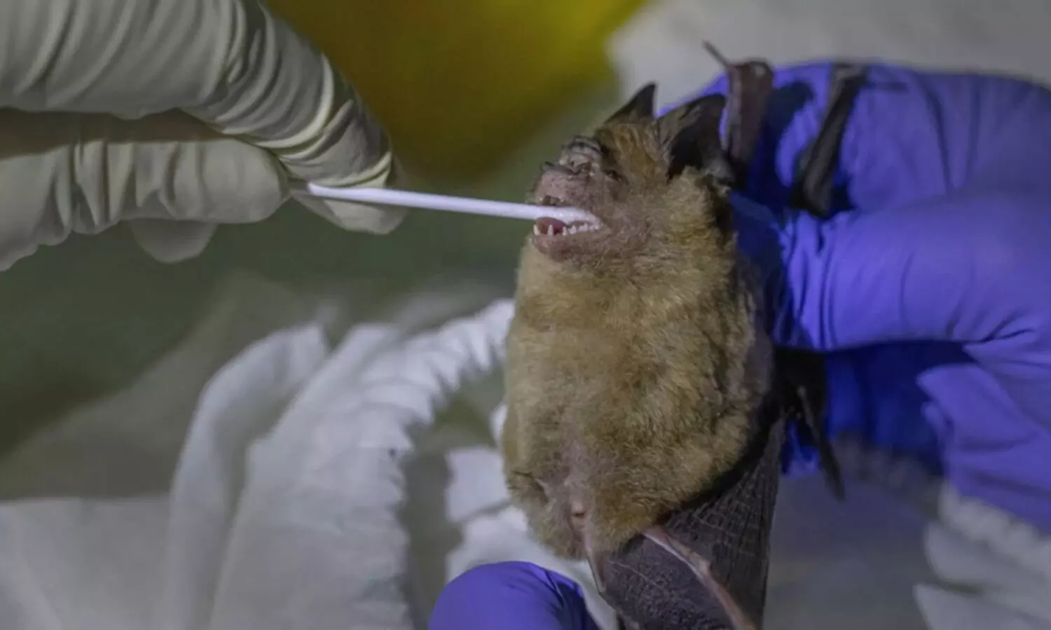 ആദ്യം കണ്ടെത്തിയത് വവ്വാലിനെ കൊന്നുതിന്നവരിൽ; അഞ്ചാഴ്ചക്കിടെ 50 പേർ മരിച്ചു, നിഗൂഢ രോഗം പടരുന്നു