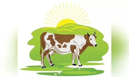 വേനൽച്ചൂട്​; ക്ഷീരകർഷകർ പ്രതിസന്ധിയിൽ