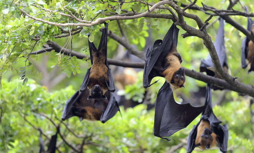 വവ്വാലുകളുടെ പ്രജനന കാലം; ജാഗ്രത വേണമെന്ന് നിപ റിസർച്ച് ഇൻസ്റ്റിറ്റ്യൂട്ട് വവ്വാലുകളുടെ പ്രജനന കാലം; ജാഗ്രത വേണമെന്ന് നിപ റിസർച്ച് ഇൻസ്റ്റിറ്റ്യൂട്ട്