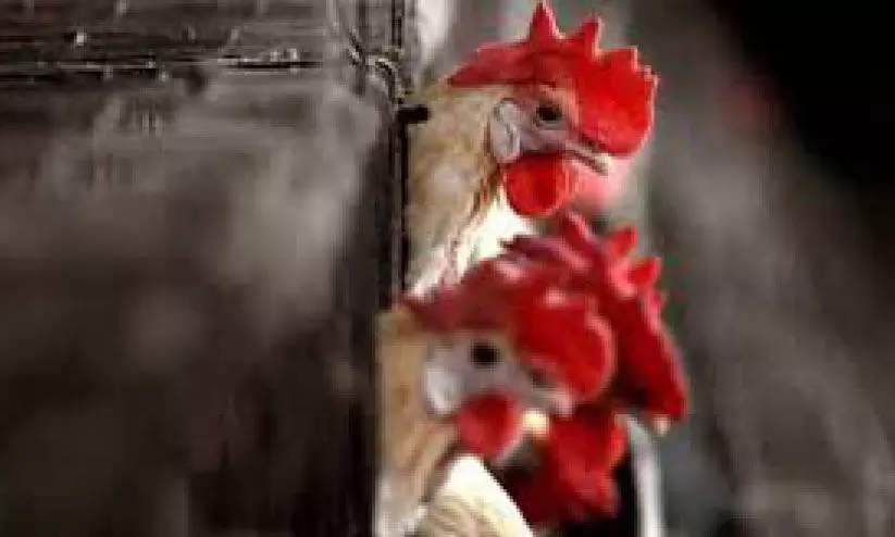 പക്ഷിപ്പനി; ജാഗ്രതയുമായി ആരോഗ്യവകുപ്പ് പക്ഷിപ്പനി; ജാഗ്രതയുമായി ആരോഗ്യവകുപ്പ്