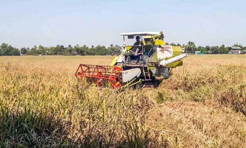 അപ്പർ കുട്ടനാട്ടിൽ കൊയ്ത്തുത്സവം; 52 ക​ര്‍ഷ​ക​ര്‍ ചേ​ര്‍ന്ന് 113 ഏ​ക്ക​റി​ലാ​ണ് ഇ​വി​ടെ കൃ​ഷി