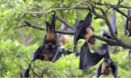 വവ്വാലുകളുടെ പ്രജനന കാലം; ജാഗ്രത വേണമെന്ന് നി​പ റി​സ​ർ​ച്ച് ഇ​ൻ​സ്റ്റി​റ്റ്യൂ​ട്ട്