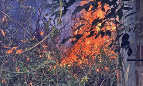 വേനൽ കനത്തു; ജനവാസ കേന്ദ്രങ്ങൾ തീപിടിത്ത ഭീഷണിയിൽ വേനൽ കനത്തു; ജനവാസ കേന്ദ്രങ്ങൾ തീപിടിത്ത ഭീഷണിയിൽ