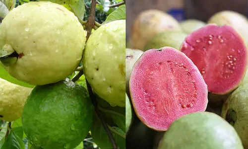 ദിവസം ഒരു പേരക്ക കഴിച്ചാൽ എന്ത് സംഭവിക്കും?