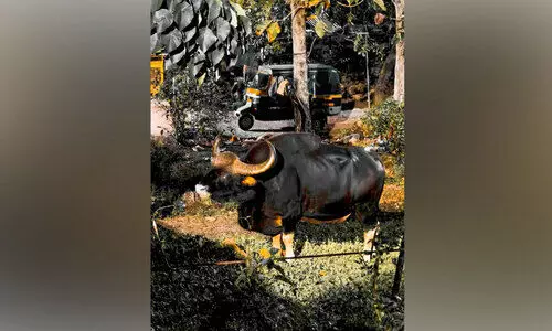 കോന്നി മെഡിക്കൽ കോളജിൽ സ്ഥിരം സന്ദർശകനായി കാട്ടുപോത്ത് കോന്നി മെഡിക്കൽ കോളജിൽ സ്ഥിരം സന്ദർശകനായി കാട്ടുപോത്ത്