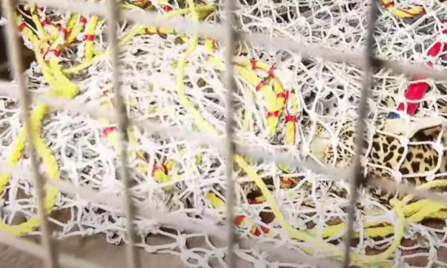 മേപ്പാടിയിൽ വേലിയിൽ കുടുങ്ങിയ പുലിയെ മയക്കുവെടി വെച്ച് വലയിലാക്കി