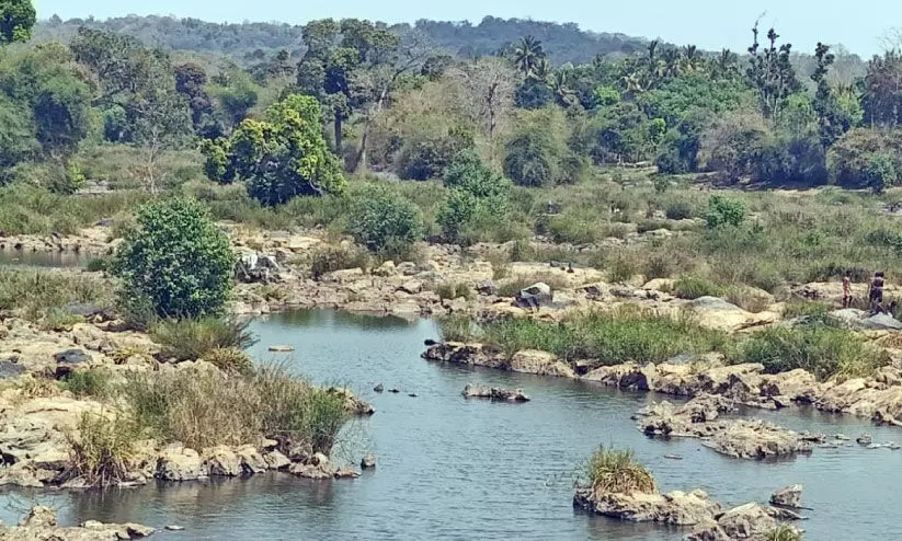 പു​ൽ​പ​ള്ളി മേ​ഖ​ല​യി​ൽ വ​ര​ൾ​ച്ച രൂ​ക്ഷം