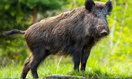 കാട്ടുപന്നിയുടെ കുത്തേറ്റ് കർഷകന് ദാരുണാന്ത്യം