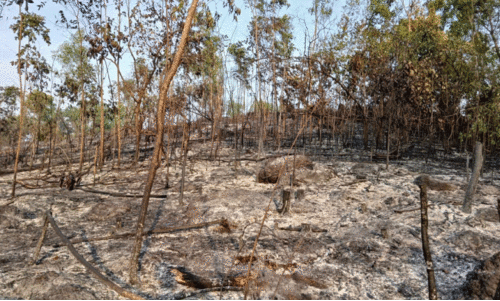 നാ​രം​പാ​ടി​യി​ൽ വ​ൻ തീ​പി​ടിത്തം; ഒ​ഴി​വാ​യ​ത് വ​ൻ ദു​ര​ന്തം