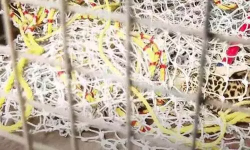 മേപ്പാടിയിൽ വേലിയിൽ കുടുങ്ങിയ പുലിയെ മയക്കുവെടി വെച്ച് വലയിലാക്കി മേപ്പാടിയിൽ വേലിയിൽ കുടുങ്ങിയ പുലിയെ മയക്കുവെടി വെച്ച് വലയിലാക്കി