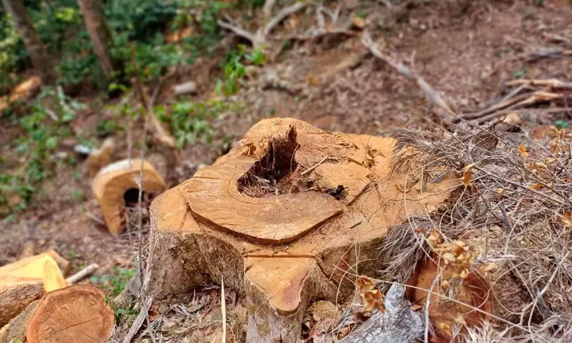 സു​ഗ​ന്ധ​ഗി​രി മ​രം മു​റി; റേ​ഞ്ച് ഫോ​റ​സ്റ്റ് ഓ​ഫി​സ​ർ​ക്കെ​തി​രാ​യ അ​ച്ച​ട​ക്ക ന​ട​പ​ടി തീ​ർ​പ്പാ​ക്കി