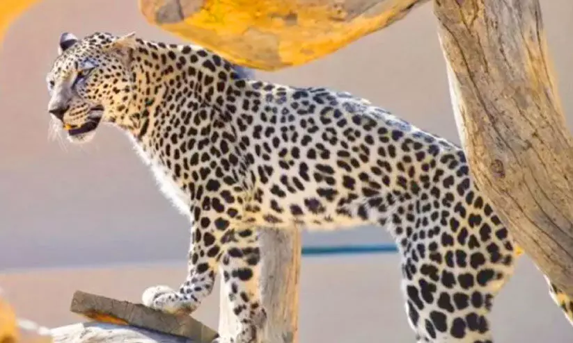 അ​റേ​ബ്യ​ൻ പു​ള്ളി​പ്പു​ലി​യു​ടെ ആ​ദ്യ ജ​നി​ത​ക​ഘ​ട​ന വി​ക​സി​പ്പി​ച്ചു