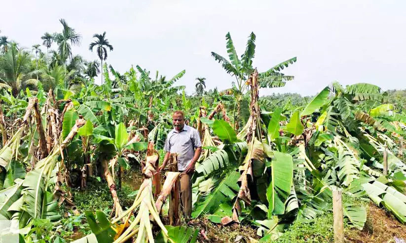 കാറ്റും വേനല് മഴയും; ചെറുകാവ് മേഖലയില് വ്യാപക നാശം പത്തോളം വീടുകള് ഭാഗികമായി തകര്ന്നു കാറ്റും വേനല് മഴയും; ചെറുകാവ് മേഖലയില് വ്യാപക നാശം പത്തോളം വീടുകള് ഭാഗികമായി തകര്ന്നു