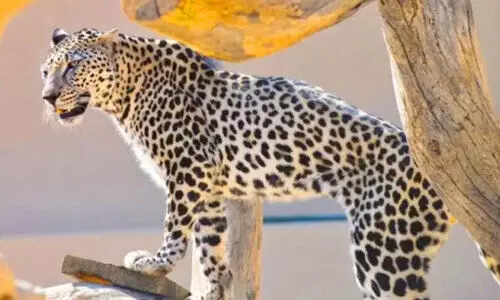 അ​റേ​ബ്യ​ൻ പു​ള്ളി​പ്പു​ലി​യു​ടെ ആ​ദ്യ ജ​നി​ത​ക​ഘ​ട​ന വി​ക​സി​പ്പി​ച്ചു