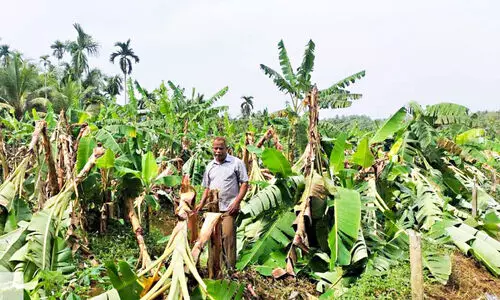കാറ്റും വേനല്‍ മഴയും; ചെറുകാവ് മേഖലയില്‍ വ്യാപക നാശം പ​ത്തോ​ളം വീ​ടു​ക​ള്‍ ഭാ​ഗി​ക​മാ​യി ത​ക​ര്‍ന്നു