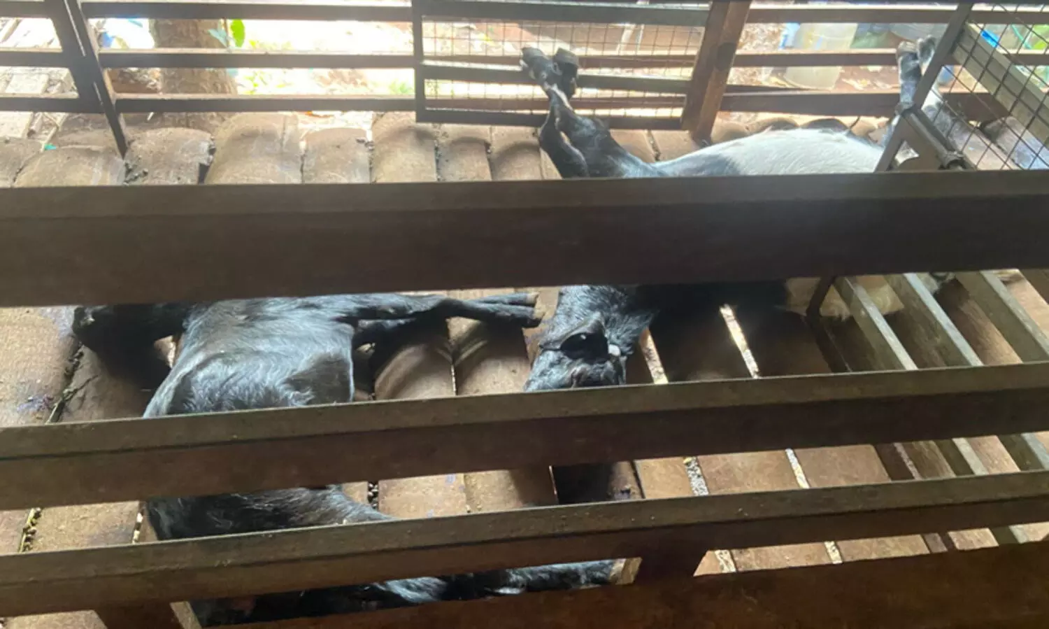 മഞ്ചേരിയിൽ വന്യജീവി ആക്രമണം; ഏഴു ആടുകളെ കടിച്ചു കൊന്നു -വിഡിയോ