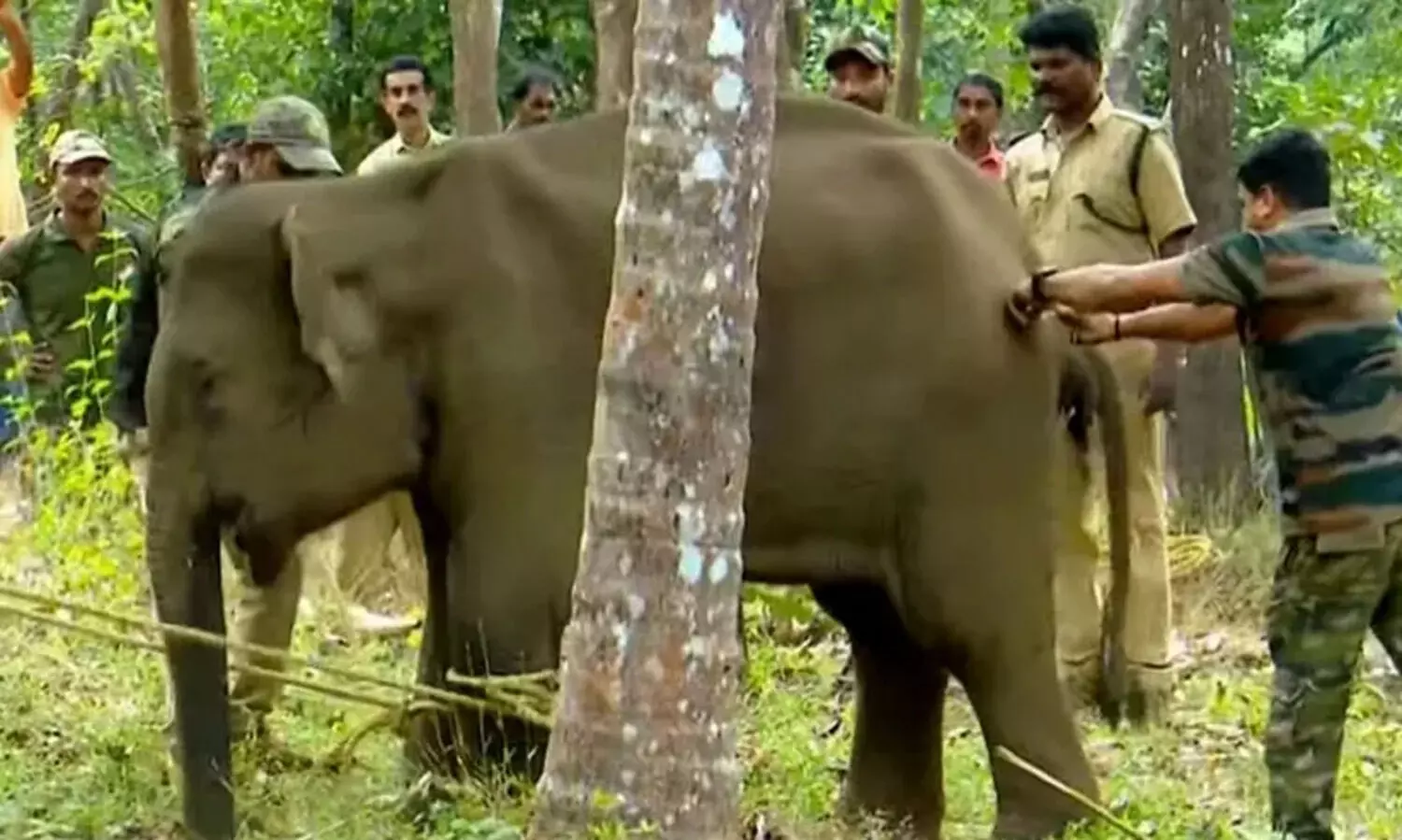 കണ്ണൂരിൽ മയക്കുവെടിവെച്ച് പിടികൂടിയ കുട്ടിയാന ചരിഞ്ഞു