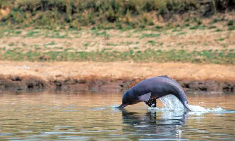 ഇന്ത്യൻ നദികളിൽ 6327 ഡോൾഫിനുകൾ ഇന്ത്യൻ നദികളിൽ 6327 ഡോൾഫിനുകൾ