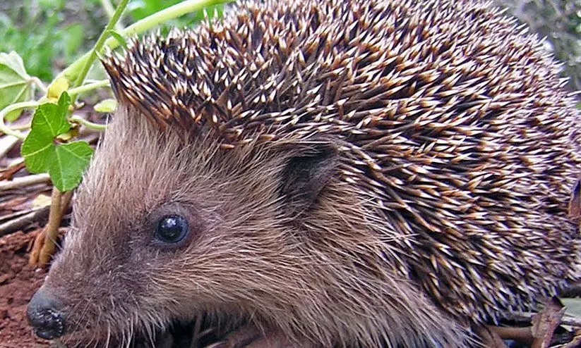 മുള്ളൻപന്നി ആക്രമണത്തിൽ വിദ്യാർഥിക്ക് പരിക്ക് മുള്ളൻപന്നി ആക്രമണത്തിൽ വിദ്യാർഥിക്ക് പരിക്ക്