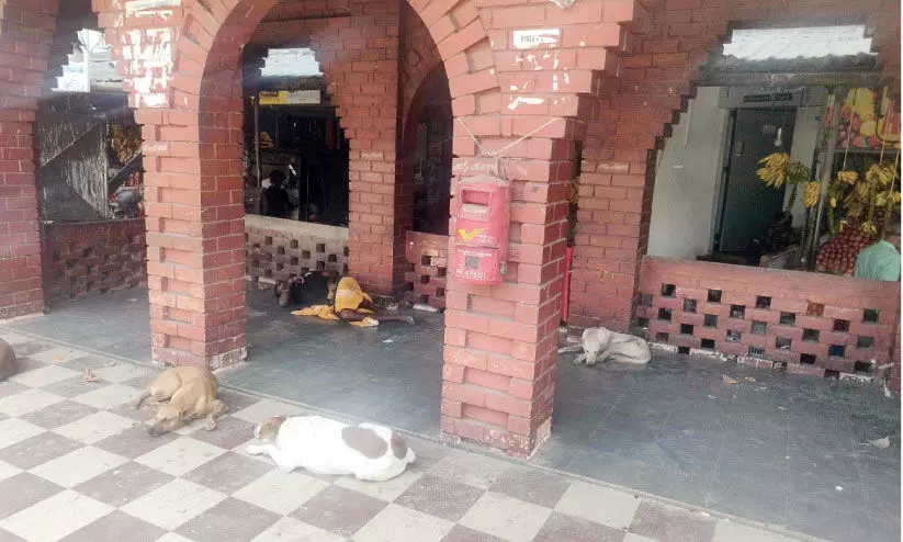 സാമൂഹിക വിരുദ്ധരും തെരുവുനായ്ക്കളും കൈയടക്കി ന്യൂമാഹി ബസ് കാത്തിരിപ്പ് കേന്ദ്രം