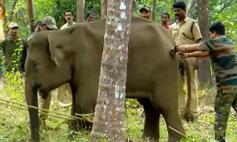 കണ്ണൂരിൽ മയക്കുവെടിവെച്ച് പിടികൂടിയ കുട്ടിയാന ചരിഞ്ഞു കണ്ണൂരിൽ മയക്കുവെടിവെച്ച് പിടികൂടിയ കുട്ടിയാന ചരിഞ്ഞു