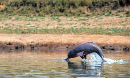 ഇ​ന്ത്യൻ നദികളിൽ 6327 ഡോ​ൾ​ഫി​നു​ക​ൾ