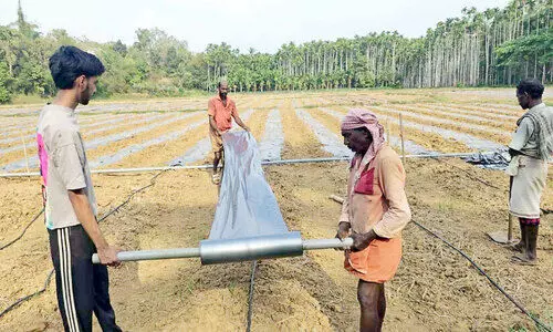 ത​ണ്ണി​മ​ത്ത​നും വെ​ള്ള​രി​ക്കും മ​ൾ​ച്ചി​ങ് കൃ​ഷി പ​രീ​ക്ഷ​ണ​വു​മാ​യി ഹ​രി​ഹ​ര​ൻ
