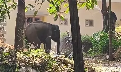 kkt elephant 2