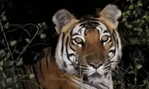 കടുവയെ കണ്ടെന്നത് പച്ചക്കള്ളം; കരുവാരക്കുണ്ടിലെ വിഡിയോ വ്യാജമായി നിർമിച്ചത്; യുവാവിനെതിരെ കേസ്