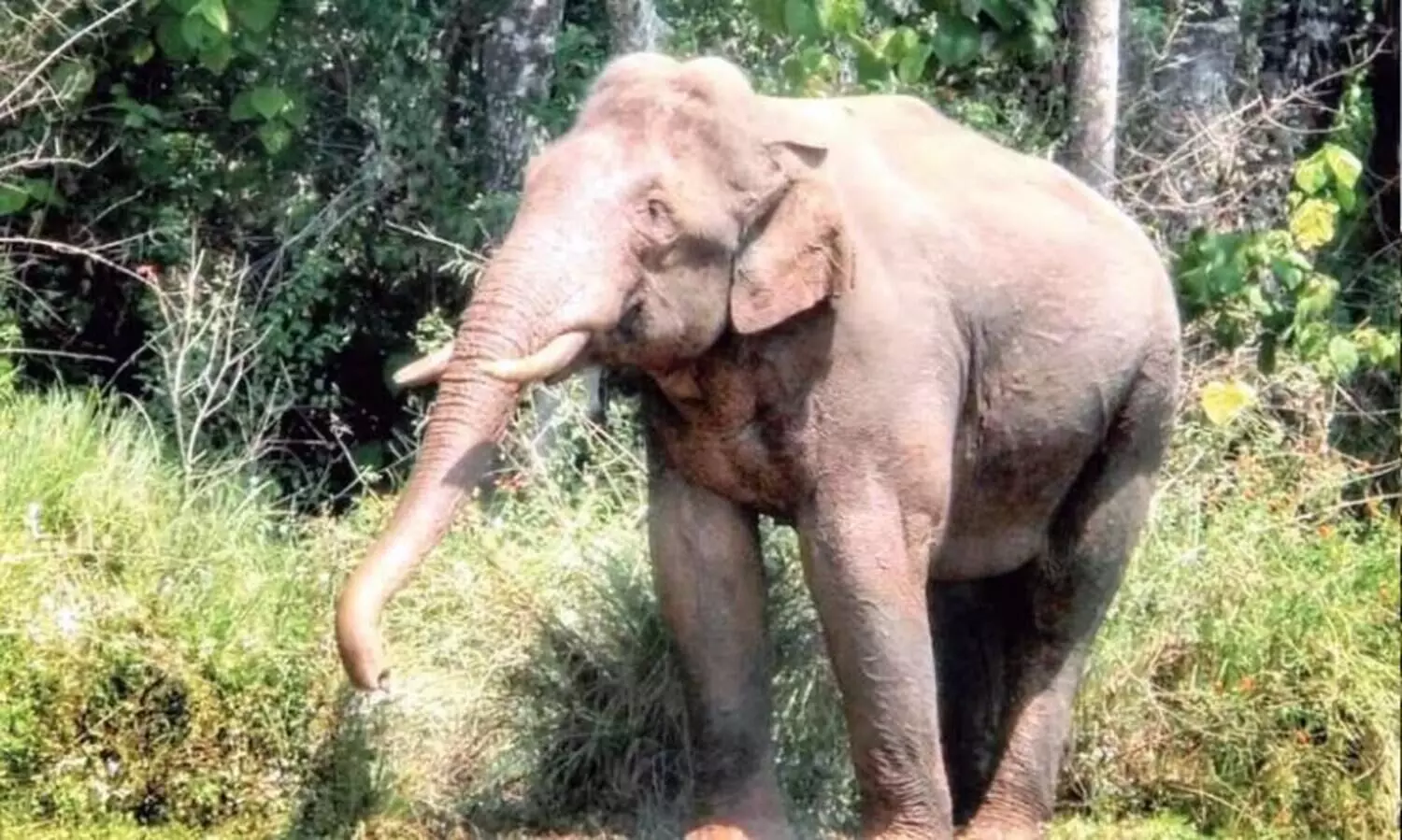 നെല്ലിയാമ്പതിയില്‍ കാട്ടാന ആക്രമണം; തോട്ടം തൊഴിലാളിക്ക് പരിക്ക്