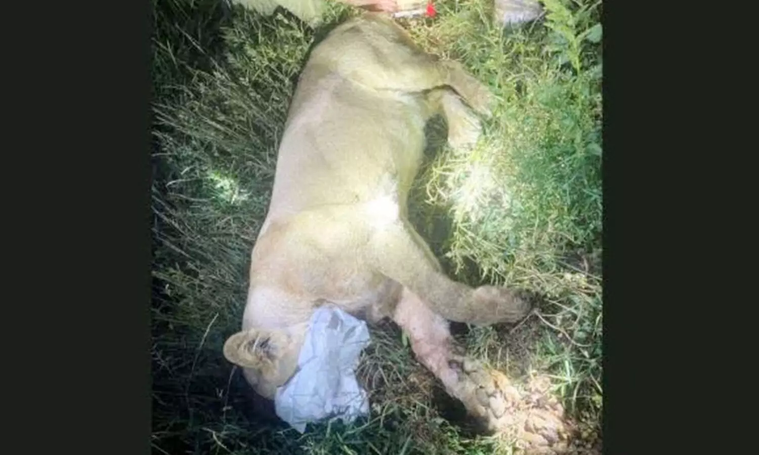 കർഷകനെ കൊലപ്പെടുത്തി മൃതദേഹത്തിനു മുകളിൽ സിംഹം; തുരത്തിയത് ബുൾഡോസറുകളും ട്രാക്ടറും ഉപയോഗിച്ച്