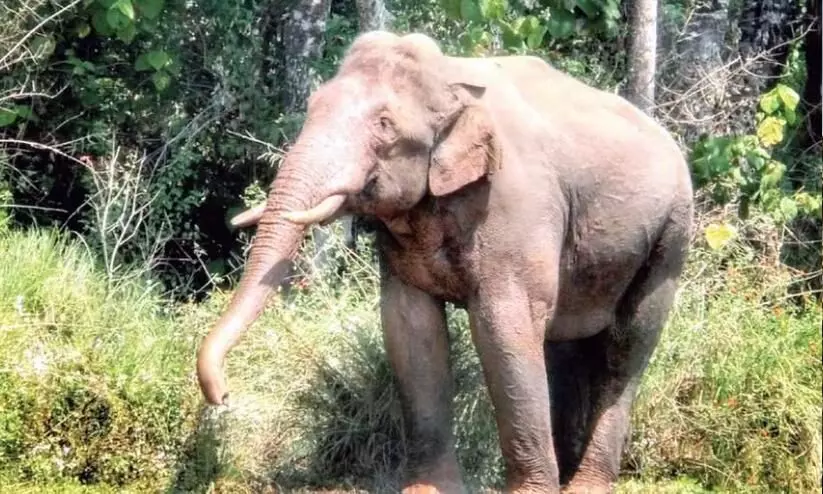 നെല്ലിയാമ്പതിയില് കാട്ടാന ആക്രമണം; തോട്ടം തൊഴിലാളിക്ക് പരിക്ക് നെല്ലിയാമ്പതിയില് കാട്ടാന ആക്രമണം; തോട്ടം തൊഴിലാളിക്ക് പരിക്ക്