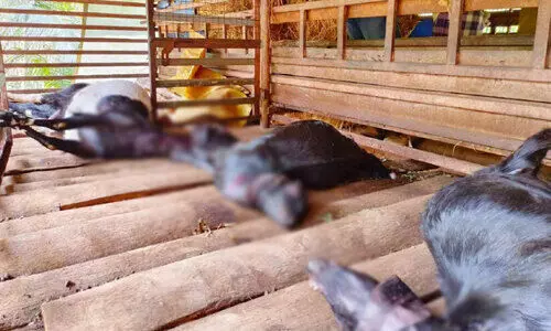 മലപ്പുറം തൃക്കലങ്ങോട്ട് ജനവാസ മേഖലയിൽ പുലി ആടുകളെ കടിച്ചുകൊന്നു