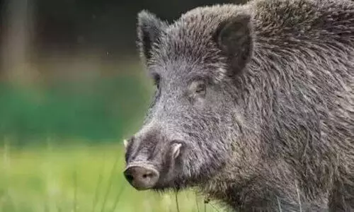 ച​മ്പാ​ട് മേ​ഖ​ല​യി​ൽ ഭീ​തി പ​ര​ത്തി കാ​ട്ടു​പ​ന്നി; യു​വ എ​ൻ​ജി​നീ​യ​ർ ര​ക്ഷ​പ്പെ​ട്ട​ത് ത​ല​നാ​രി​ഴ​ക്ക്