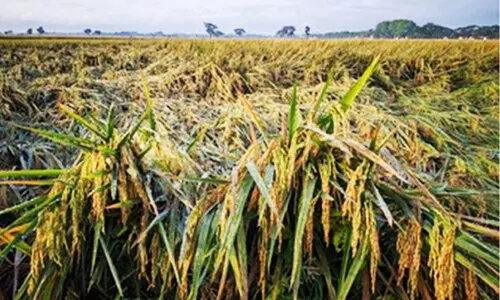 പു​ഞ്ച​കൃ​ഷി​യി​ൽ ഉ​ൽ​പാ​ദ​ന​ത്തി​ൽ വ​ൻ ഇ​ടി​വ്; പതിരായി അധ്വാനം, പ്രതീക്ഷിച്ച വിളവില്ല