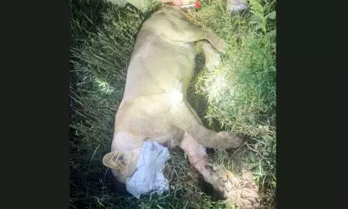 കർഷകനെ കൊലപ്പെടുത്തി മൃതദേഹത്തിനു മുകളിൽ സിംഹം; തുരത്തിയത് ബുൾഡോസറുകളും ട്രാക്ടറും ഉപയോഗിച്ച്