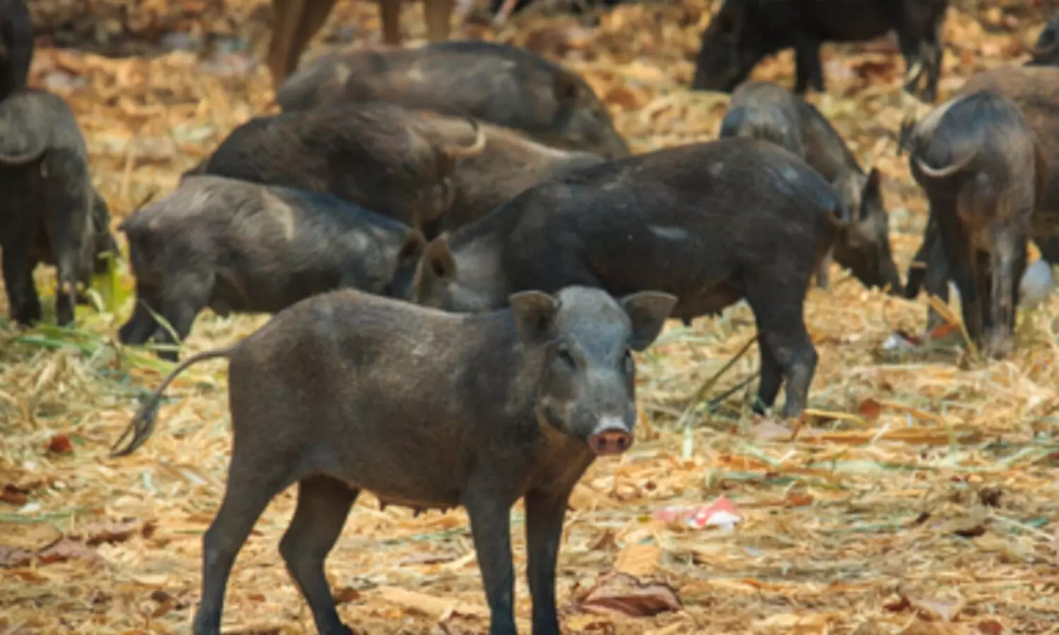 ഒരു കാട്ടുപന്നിയെ വെടിവെച്ചുകൊന്നാൽ ഷൂട്ടർക്ക് 1500 രൂപ, സംസ്കരിക്കാൻ 2000 രൂപ...