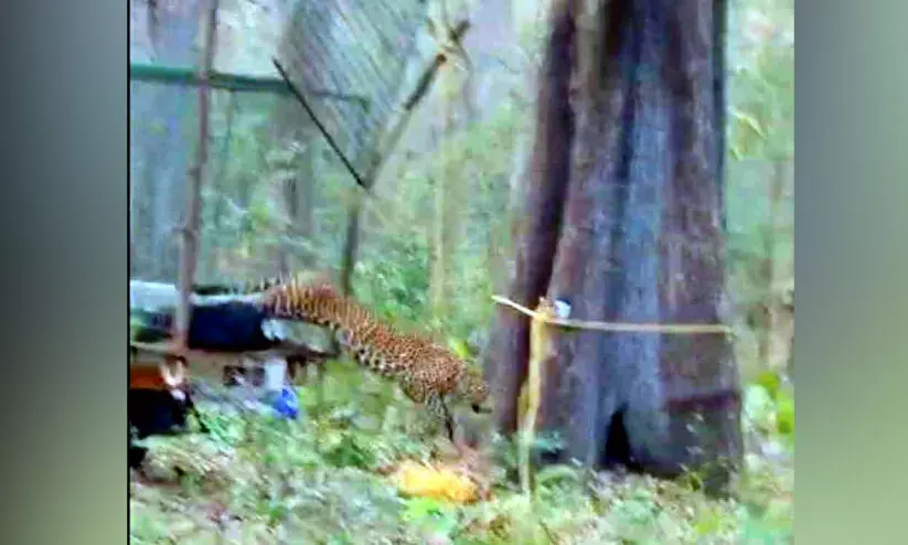 പു​ലി​യെ ഉ​ൾ​വ​ന​ത്തി​ൽ തു​റ​ന്നു​വി​ട്ടു