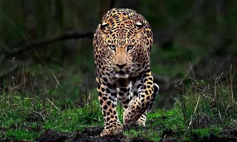 Leopard