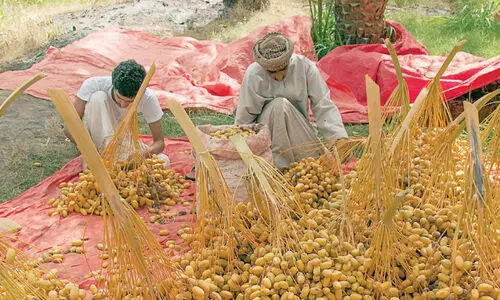 ക​ഴി​ഞ്ഞ വ​ർ​ഷം ഉ​ൽ​പാ​ദി​പ്പി​ച്ച​ത് 3.96 ല​ക്ഷം ട​ൺ ഇ​ത്ത​പ്പ​ഴ​ങ്ങ​ൾ